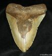 Megalodon Tooth From SC #933-1